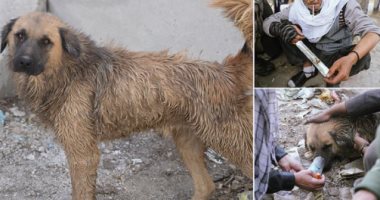 ظاهرة غريبة فى أفغانستان.. كلاب الشوارع تدمن الهيروين والسبب غريب