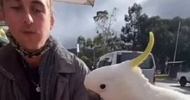 طائر لئيم.. ببغاء يخدع شاب ويسرق كيس طعامه على مقهى فى أستراليا "فيديو وصور"